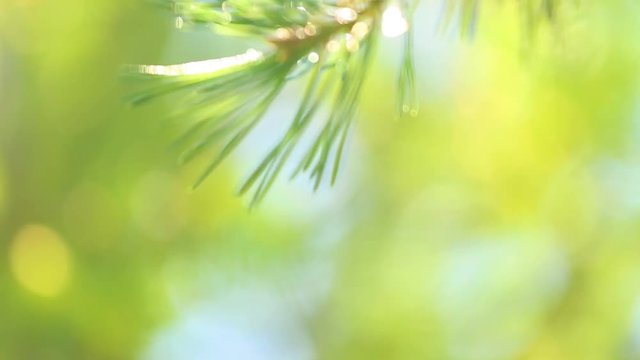 Beautiful fresh branches of green coniferous trees isolated at bright sunny blue sky. Golden sunshine through foliage of pines. Real time full hd video footage.