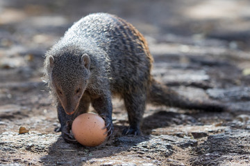 Banded Mongoose