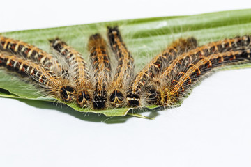 Black caterpillar of common duffer butterfly ( Discophota sondaica Boisduval ) resting on host plant