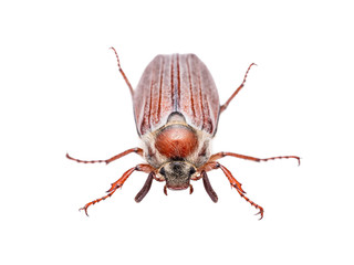 Cockchafer Melolontha May Beetle Bug Insect Isolated on White