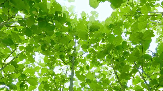 Golden teak tree growing and green leaves in the wind. Many teak trees are beautiful in nature and are environmentally friendly. Reforestation, natural healing Energy savings