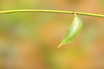 Isolated chrysalis of common duffer butterfly ( Discophota sondaica Boisduval ) hanging on twig with white background