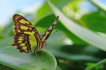 Malachite, siproeta stelenes, butterfly perched on leaf, Mainau Island