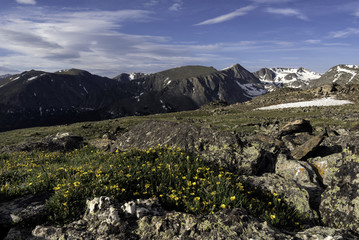 Yellow flowers blooming in a valley in the Rocky Mountains of Colorado