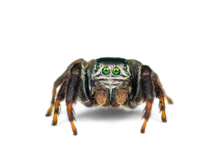 Jumping Spider Arachnid Insect Isolated on White