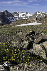 Yellow flowers blooming in a valley in the Rocky Mountains of Colorado