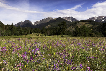 Purple flowers blooming in a valley in the Rocky Mountains of Colorado