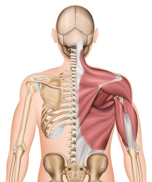 Anatomie Illustration Skelett Rücken und Rückenmuskeln unlabeled