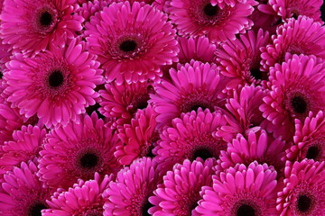 Gerbera Talinn