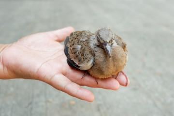 Closed up of Spotted dove or Spotted turtle dove