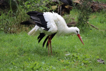 Storch Budapest