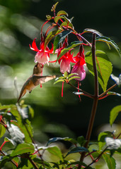 Fuchsia and Anna's Hummingbird 3793