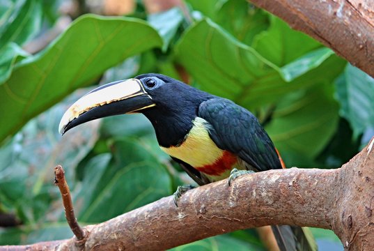 Fotos Lizenzfreie Bilder Grafiken Vektoren Und Videos Von Tropischer Vogel Adobe Stock