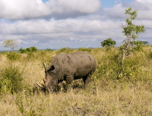 Obraz premium Rhino Grazing in the Bush Under Cloudy Skies