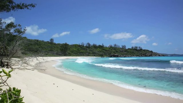 died tree on sandy beach at Seychelles
