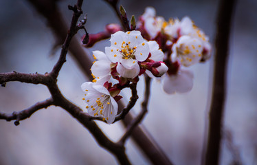 Spring tree blossom