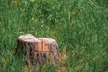 Stump on green grass background