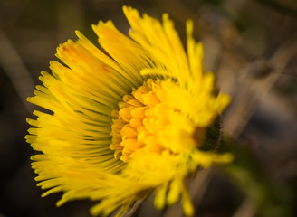 Meadow flowers