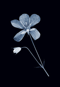 Fototapeta herbarium collection, x-ray effect