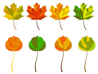 Autumn leaves. Vector clip art.