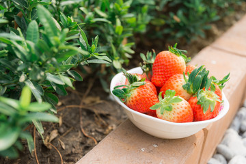 Strawberries in the garden