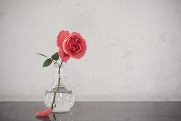 roses in vase on old white background