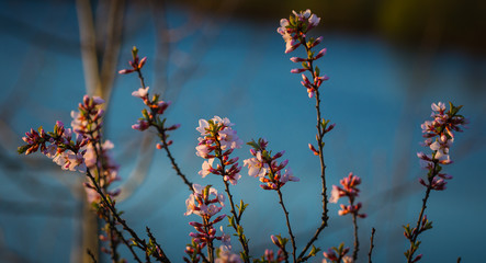Spring tree blossom