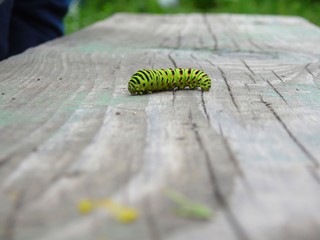 The caterpillar of the machaon crawls along the wooden surface in a blurred background