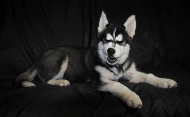 Siberian Husky