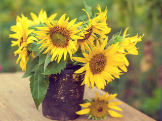 Obraz premium Sunflowers