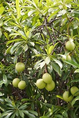 close up fresh green cerbera odollam fruit in nature garden