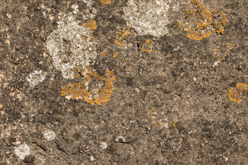 lichen