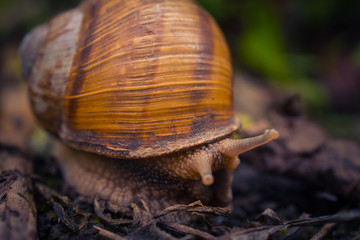 Snail