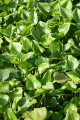 Fototapeta premium fresh green water hyacinth plant in nature garden