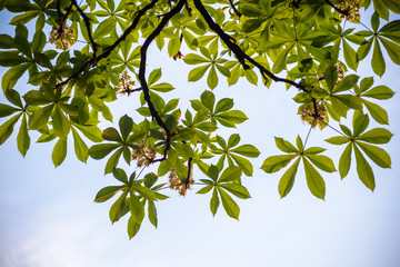 Horse chestnut tree leave
