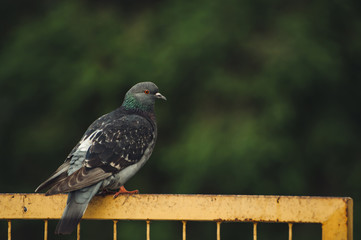 Pigeons sit on a yellow iron fence against the background of city trees.