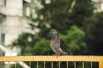 Pigeons sit on a yellow iron fence against the background of city trees.