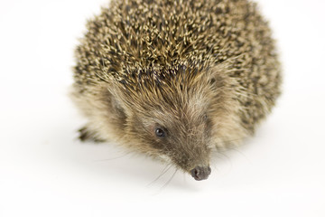 close up of a porcupine isolated on white