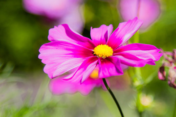 Obraz premium fleu ren gros plan