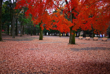 red leaves