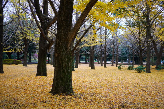 yellow leaves