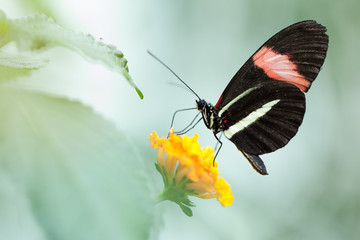 Butterfly on yellow flower