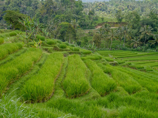 Rizières en terrasse