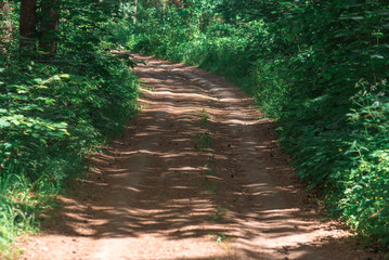 Forest road on sunny day in summer