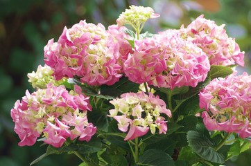 Fototapeta premium Hortensie in Rosa