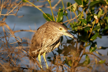 Young green heron (Butorides virescens) in soft morning light