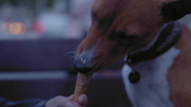 Cute basenji puppy dog is eating and licking tasty ice cream shared with him by his belowed owner at twilight walk time