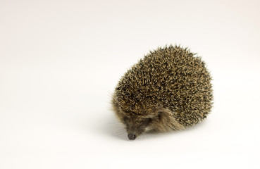 small porcupine isolated on white
