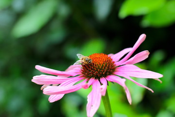fleur abeille 1