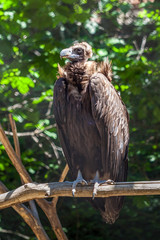 vulture sitting on a branch, animal planet